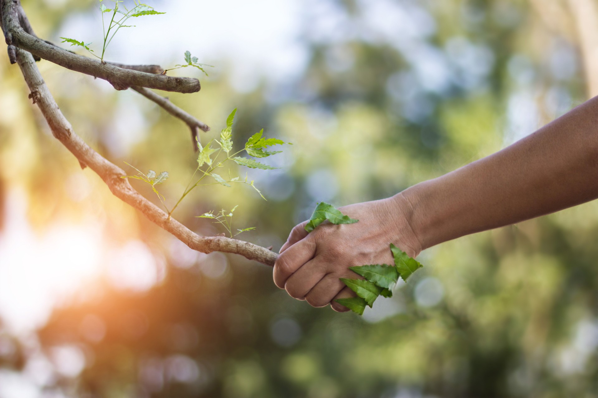 Human handshake with a nature, earth day, human stay together with nature, environment and ecology concept.